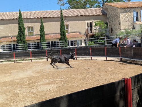 17 06 26 Voyage Camargues C cp