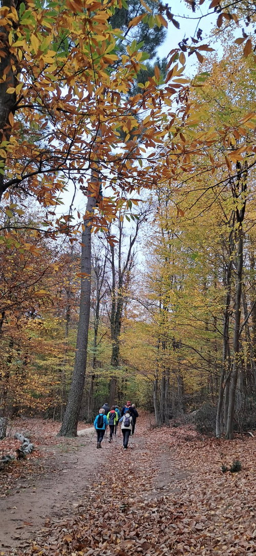 MN bois Ussiaux 14 11 25